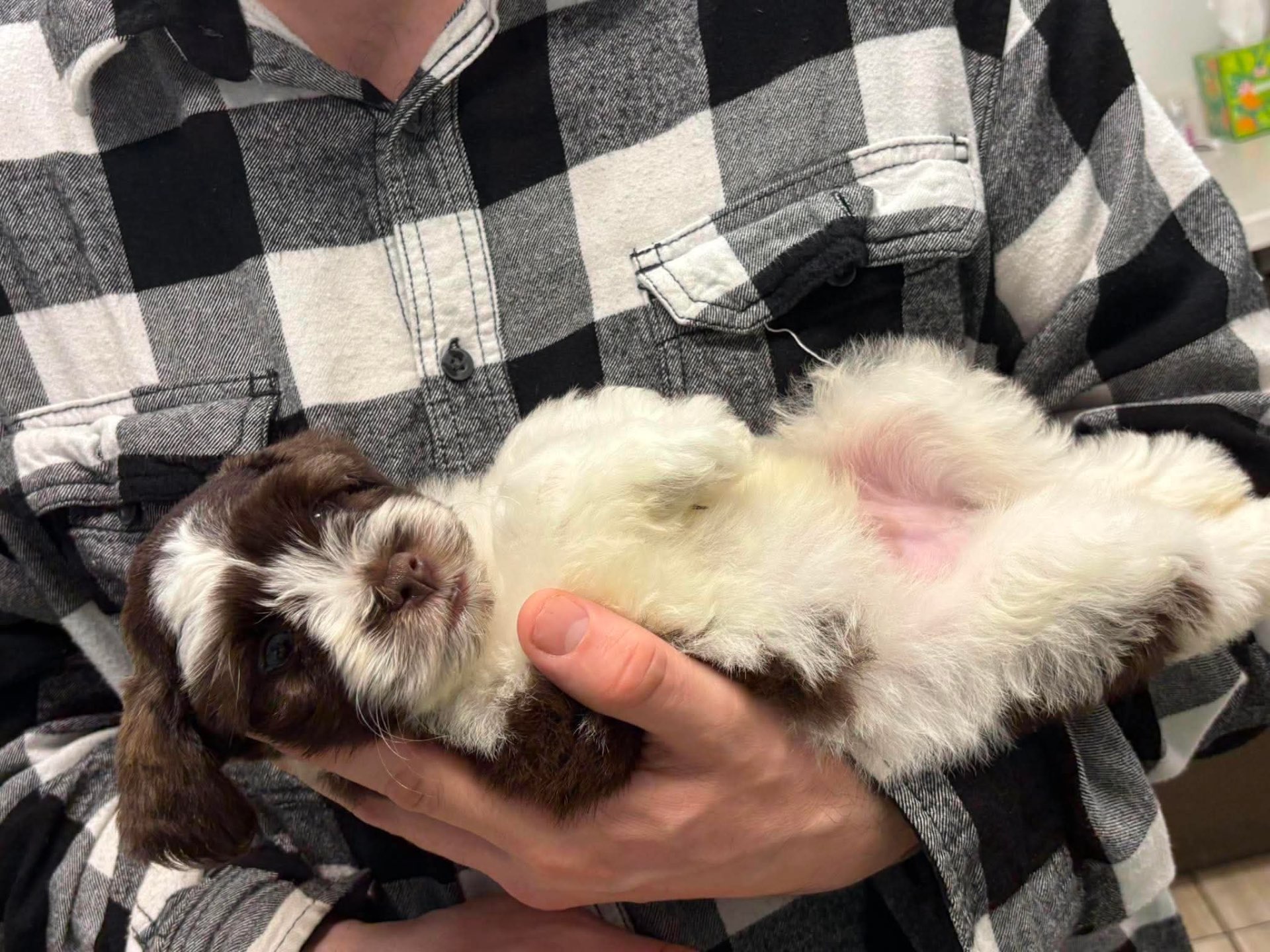 Miniature Schnauzer puppy